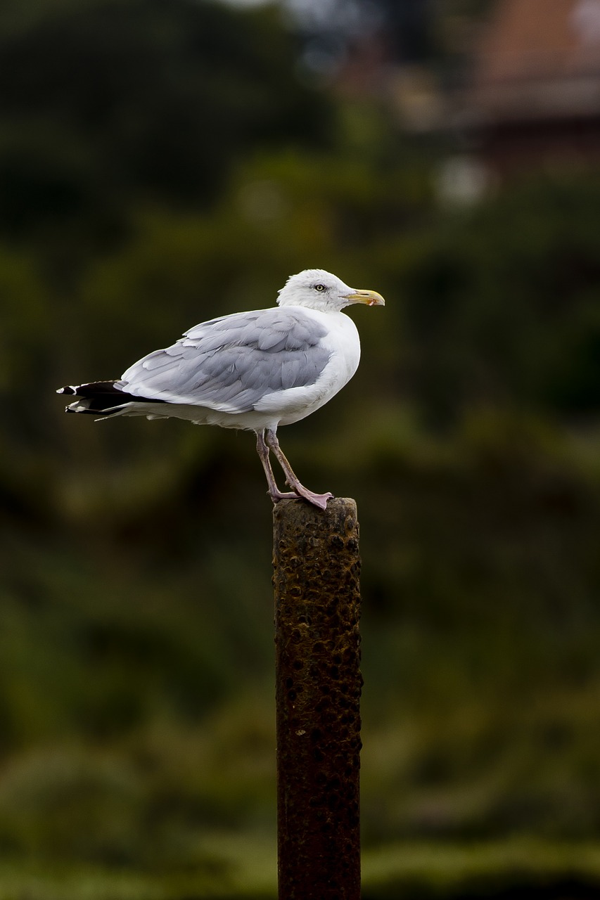 seagull perched iron post free photo