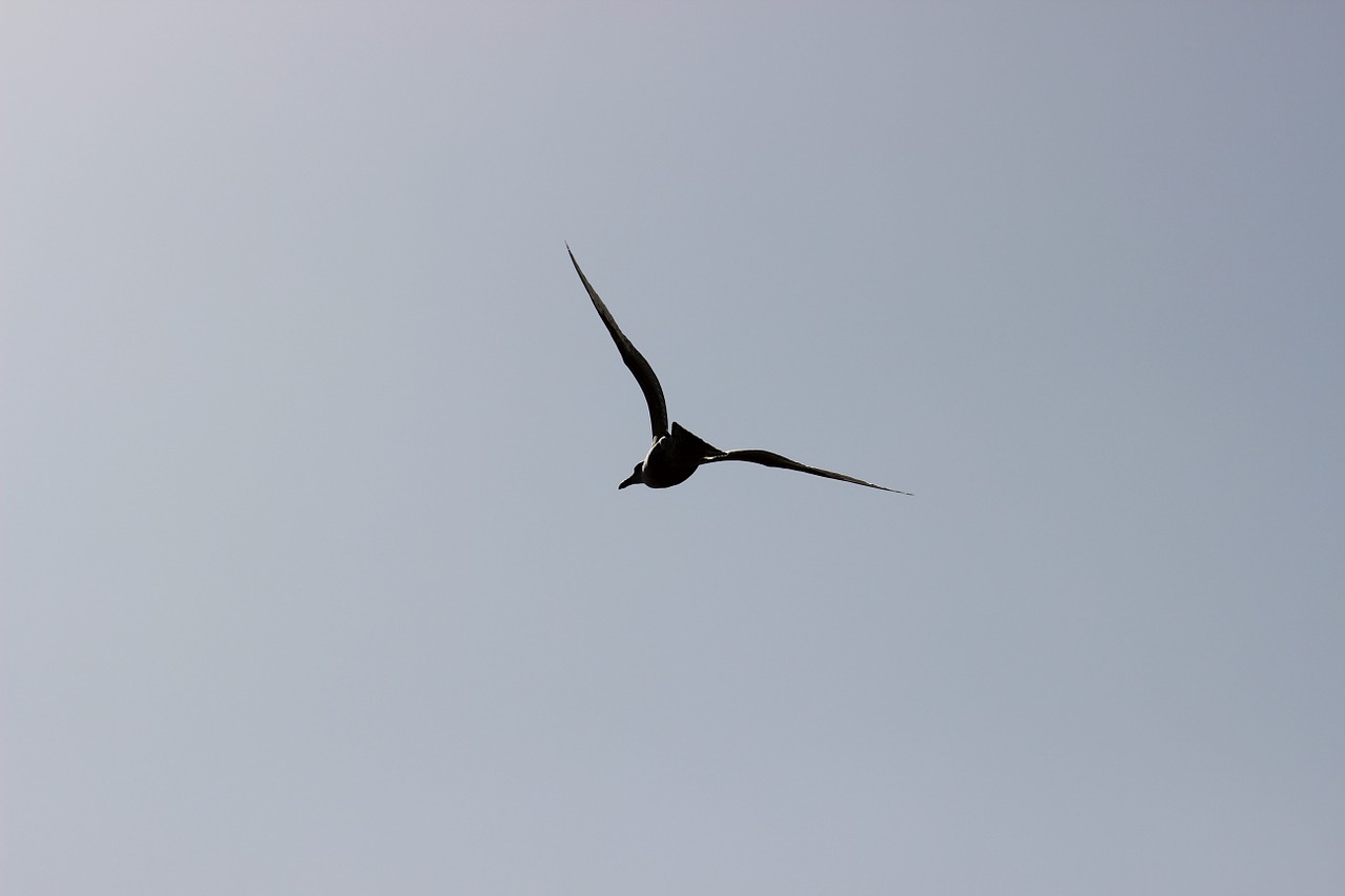 seagull crow flies flight free photo