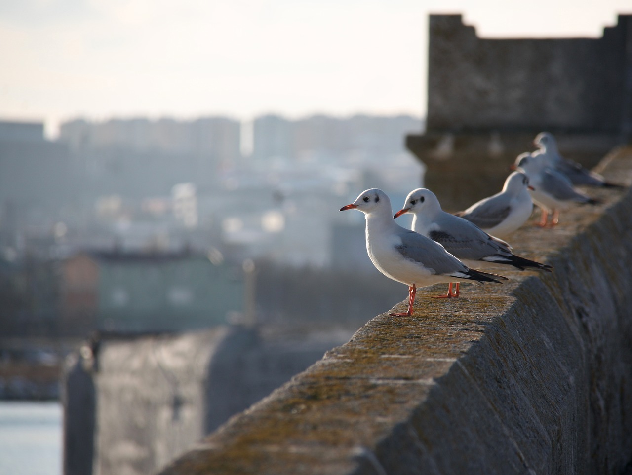 seagull marine sadness free photo