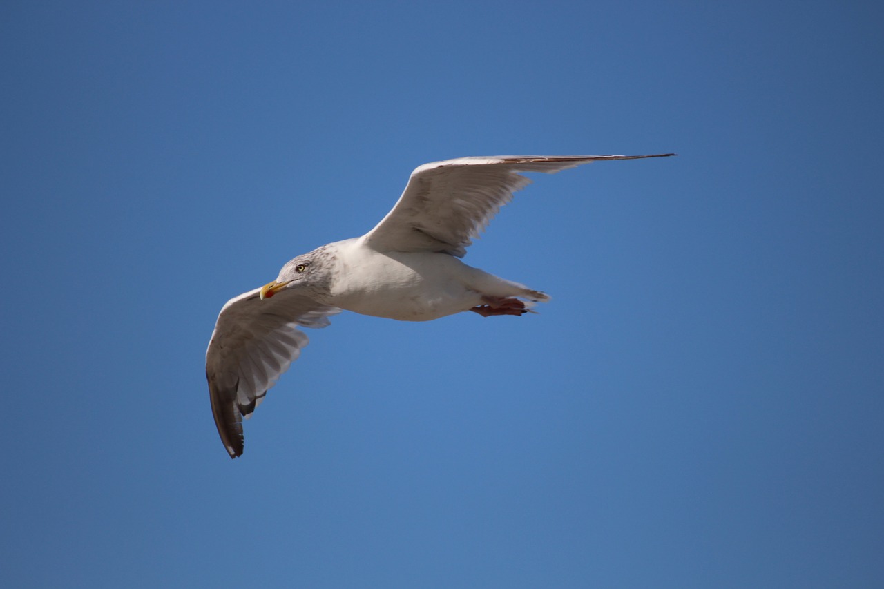 seagull animal bird free photo