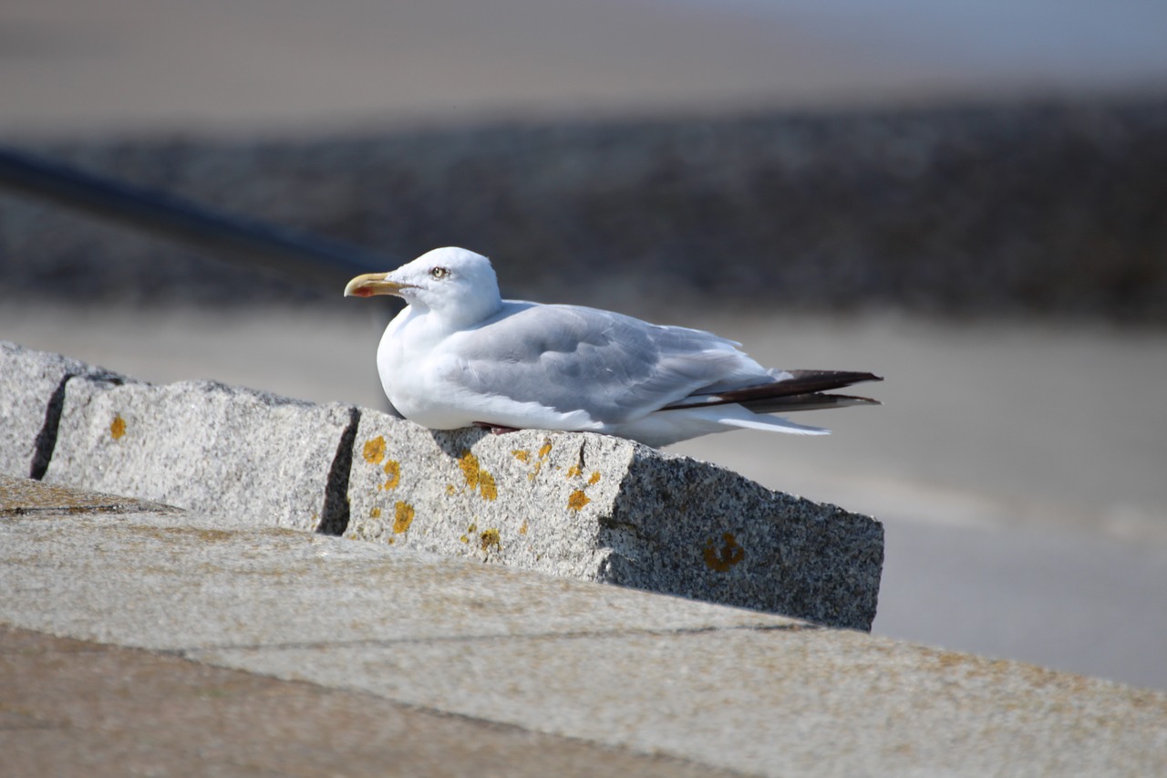 seagull norderney beach free photo