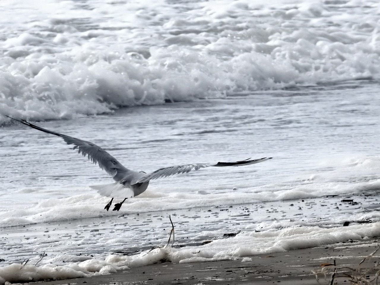 seagull ocean bird free photo