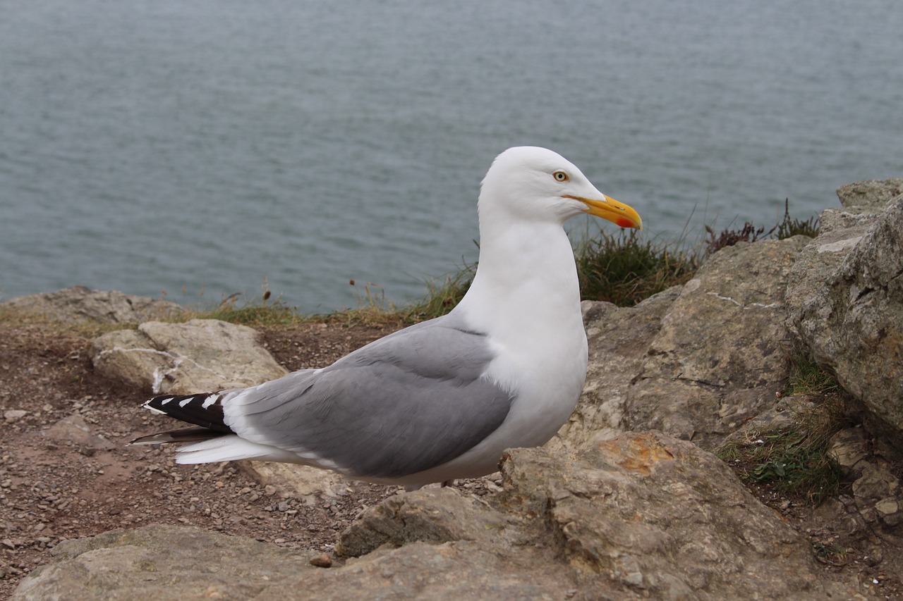 seagull bird ireland free photo