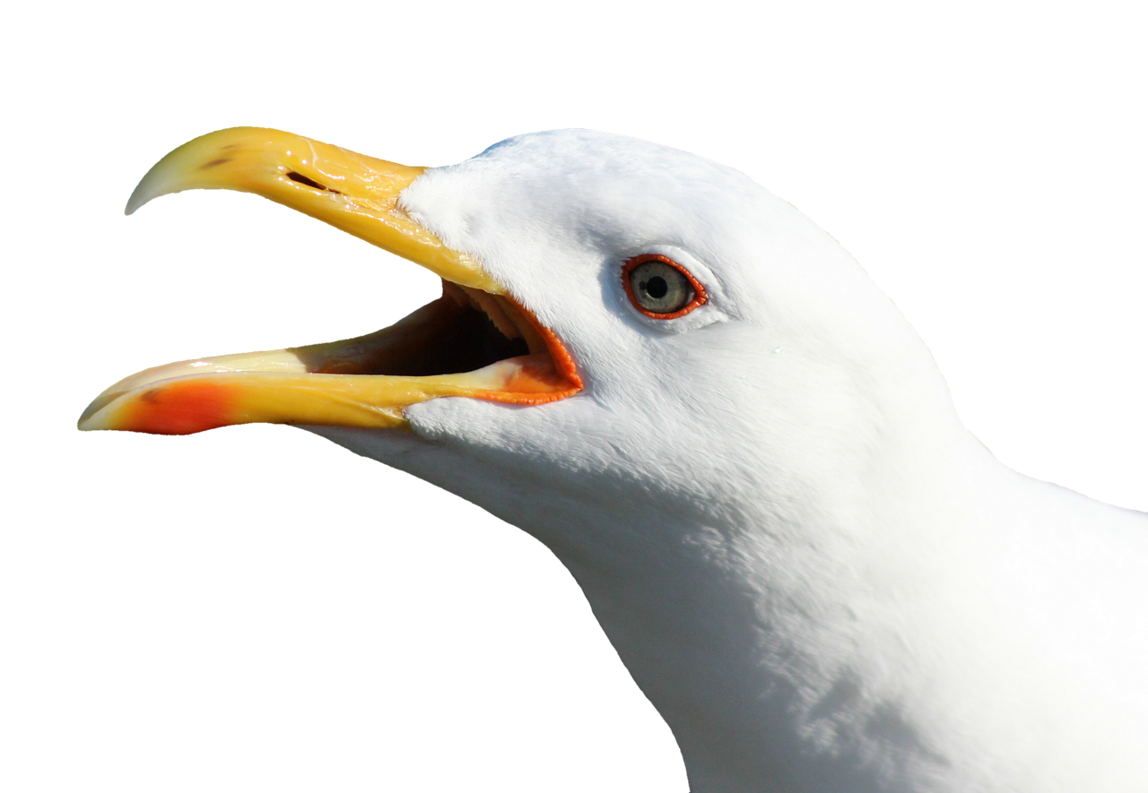 seagull water bird seevogel free photo