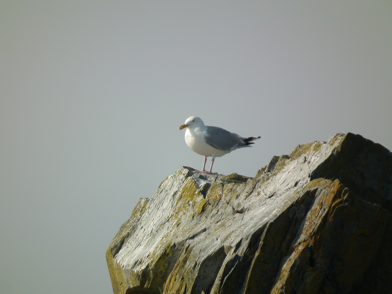 seagull rock gray sky free photo