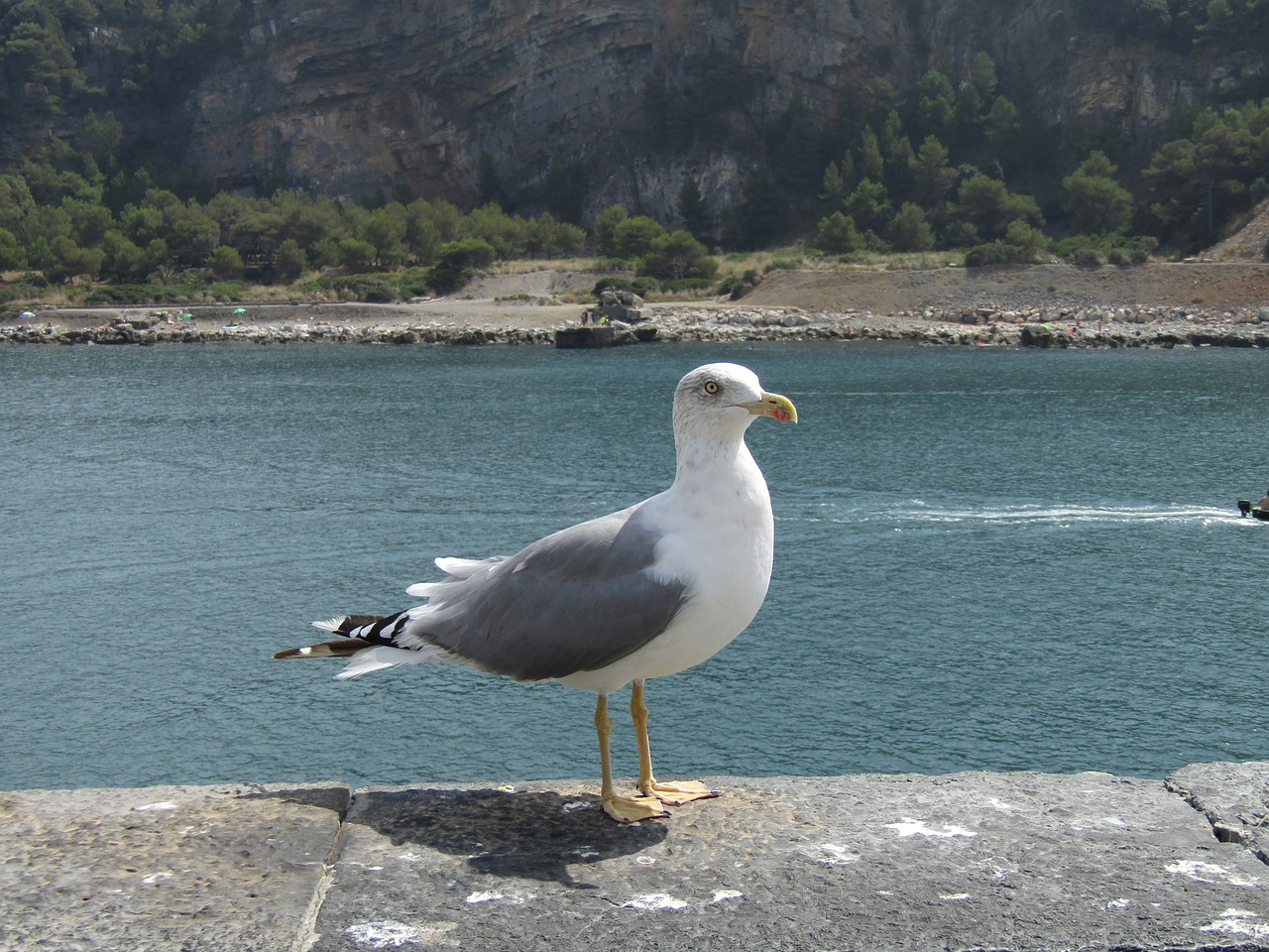 seagull sea bird free photo