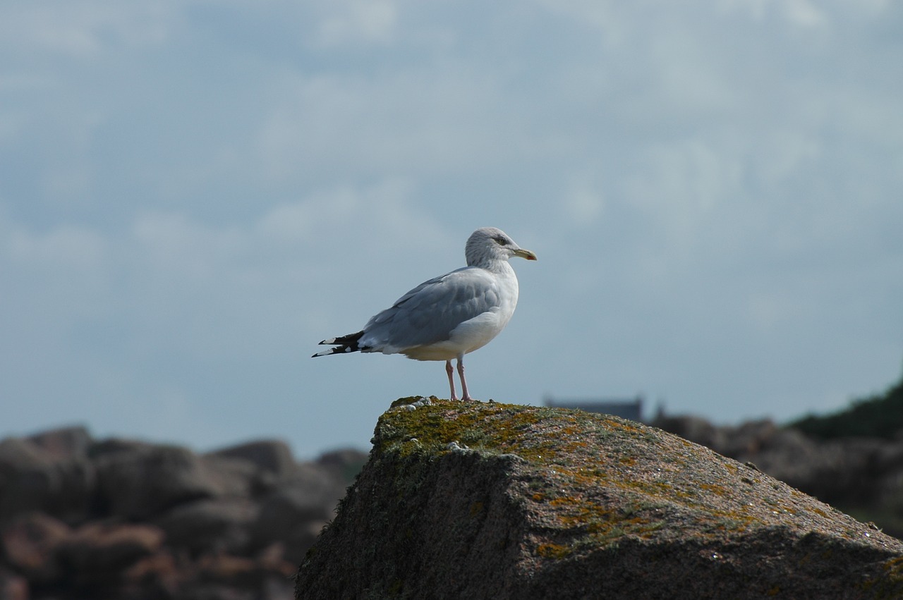 seagull sea seevogel free photo