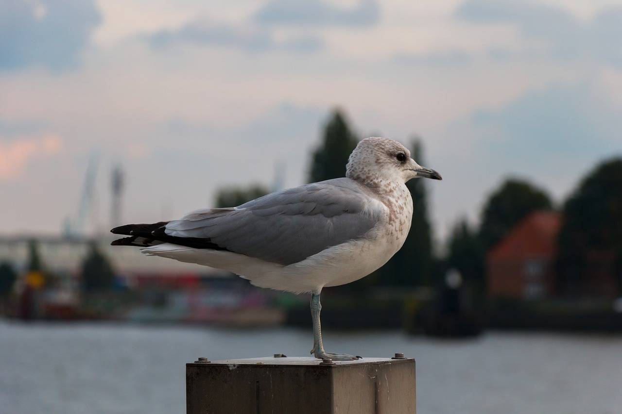 seagull elbe wildlife photography free photo