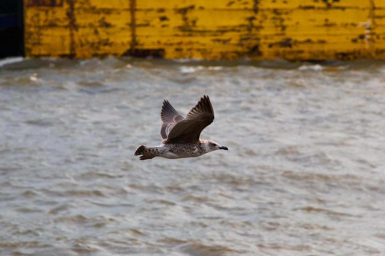 seagull elbe wildlife photography free photo