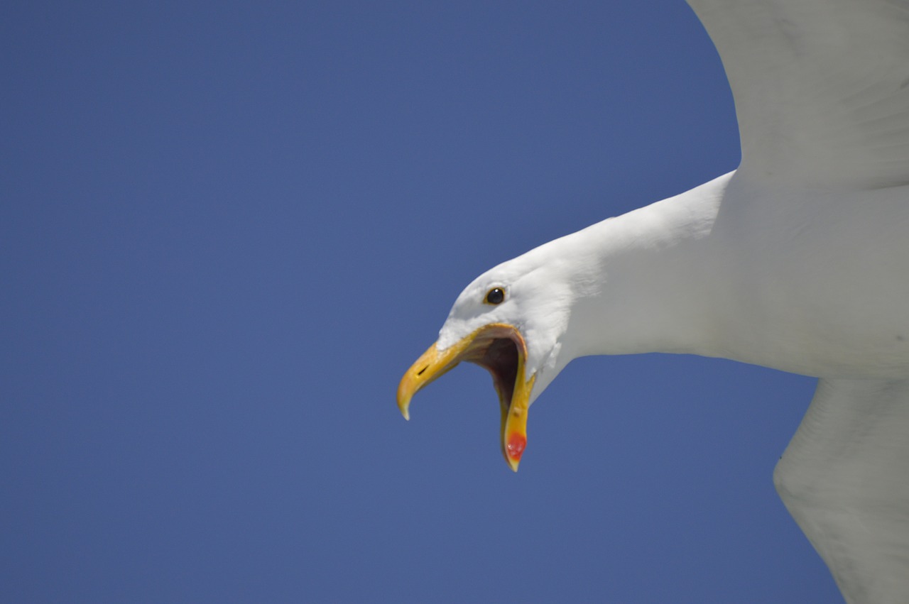seagull cry lake free photo