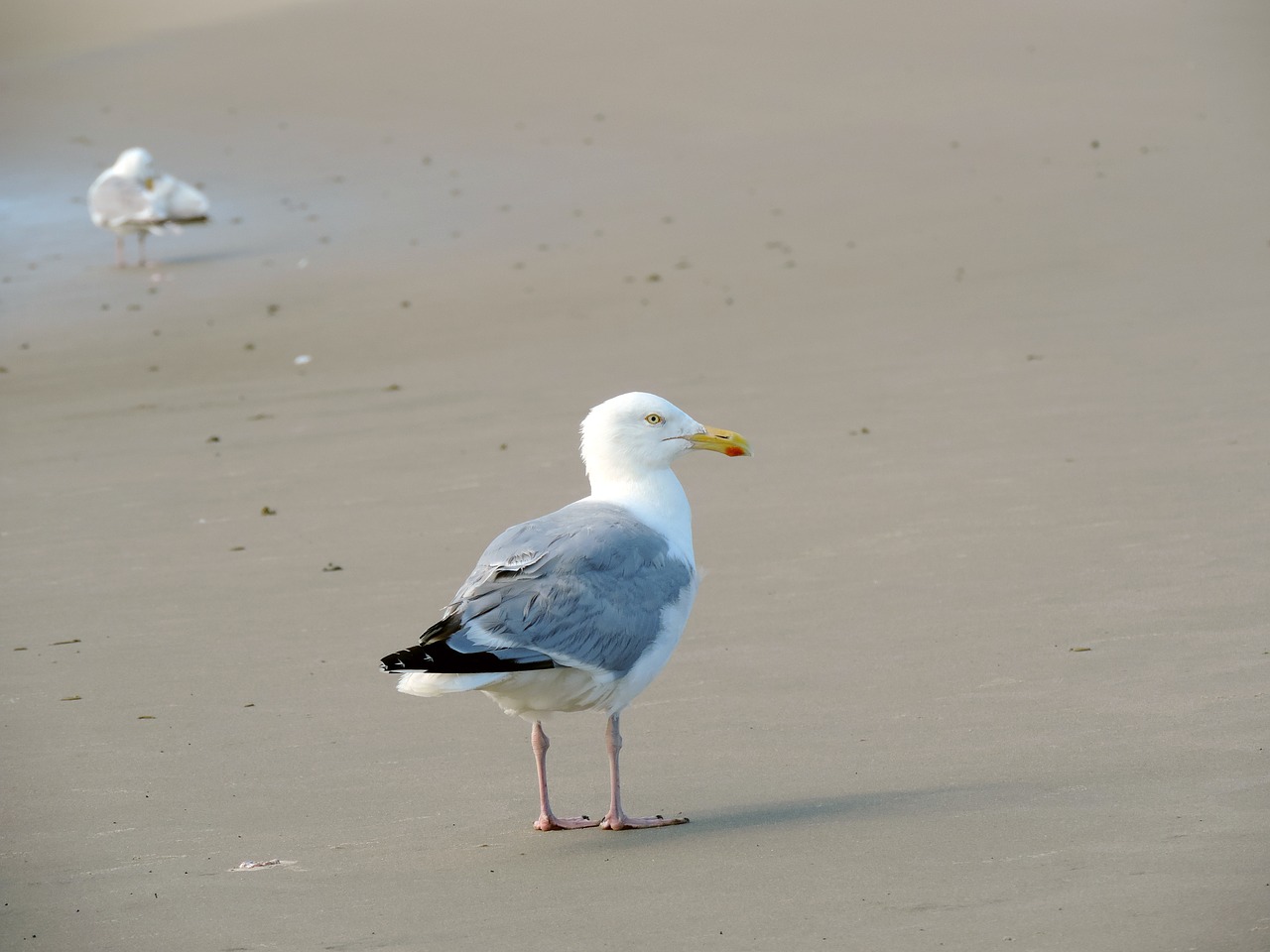 seagull herring gull sand free photo