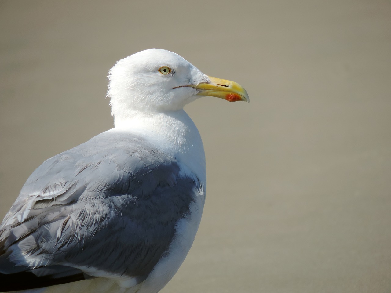 seagull bird herring gull free photo
