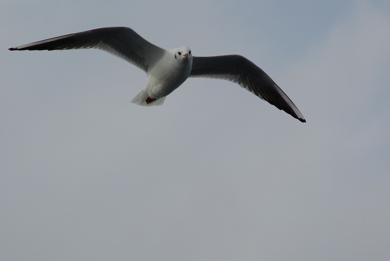 seagull fly wing free photo