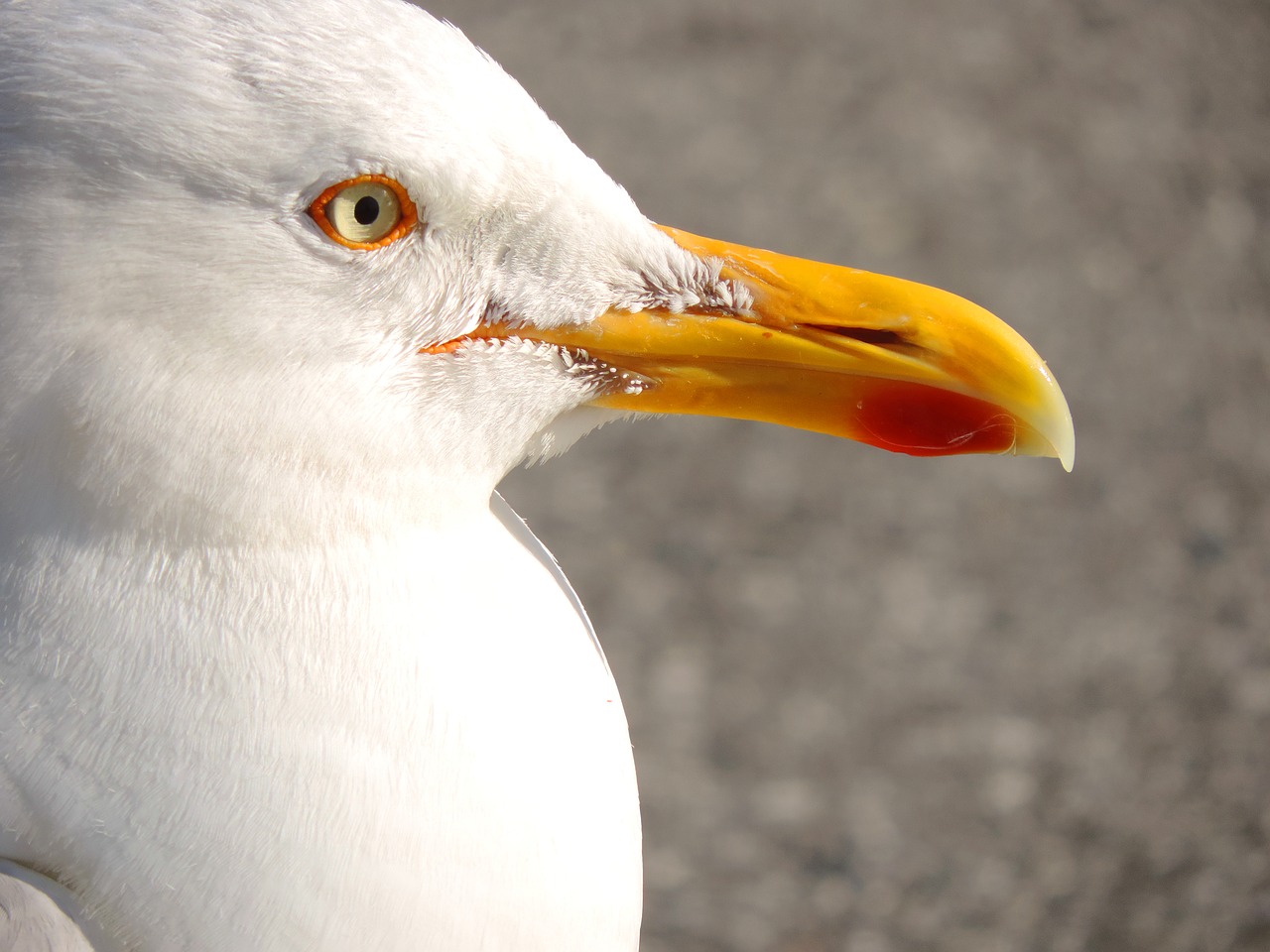 seagull seevogel herring gull free photo
