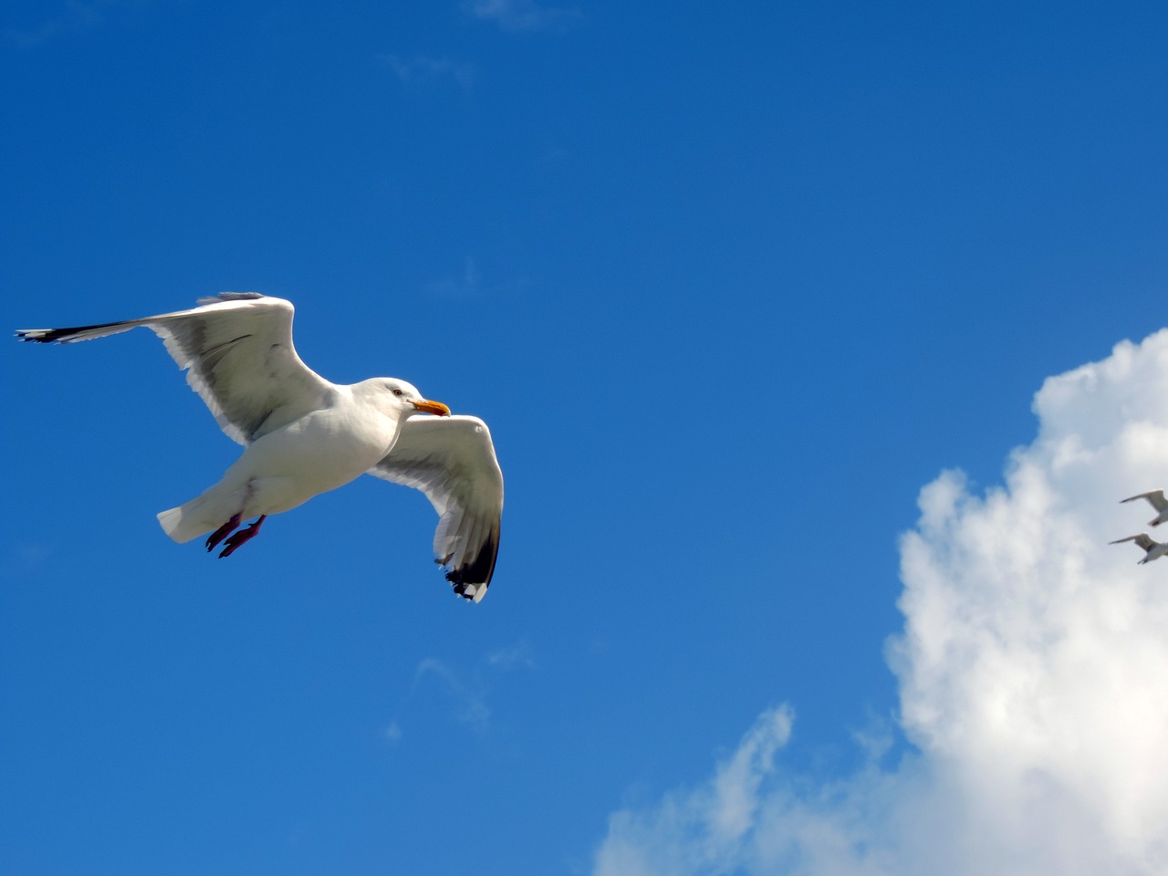 seagull sky fly free photo