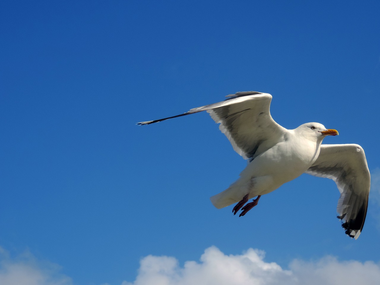 seagull sky flight free photo