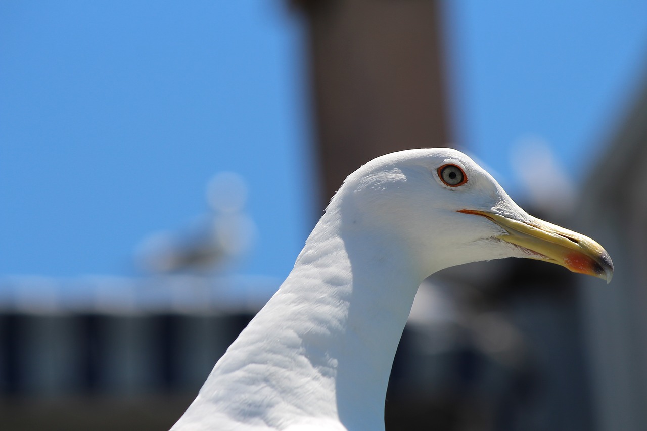 seagull gull portrait animal portrait free photo