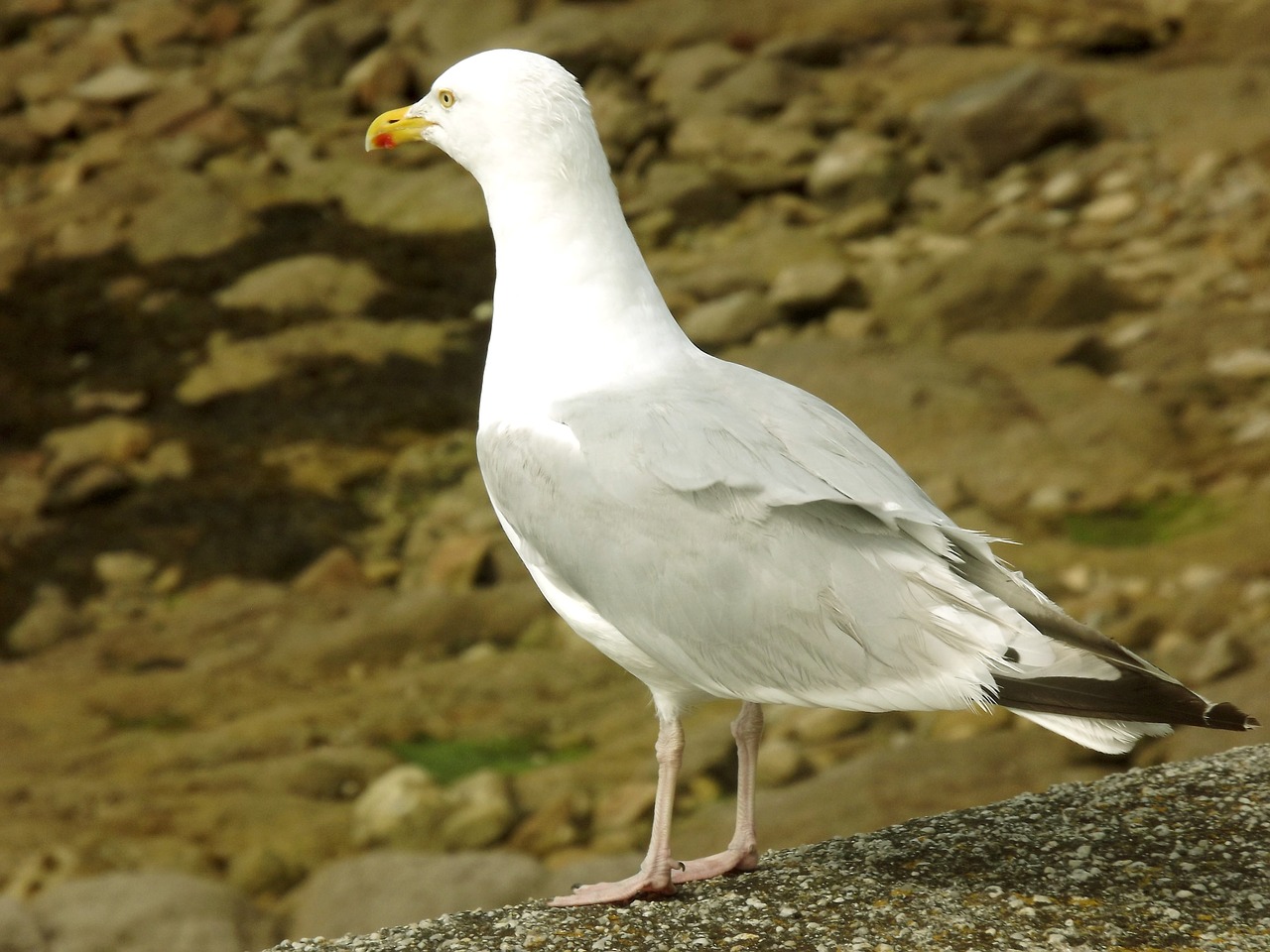 seagull gull sand free photo
