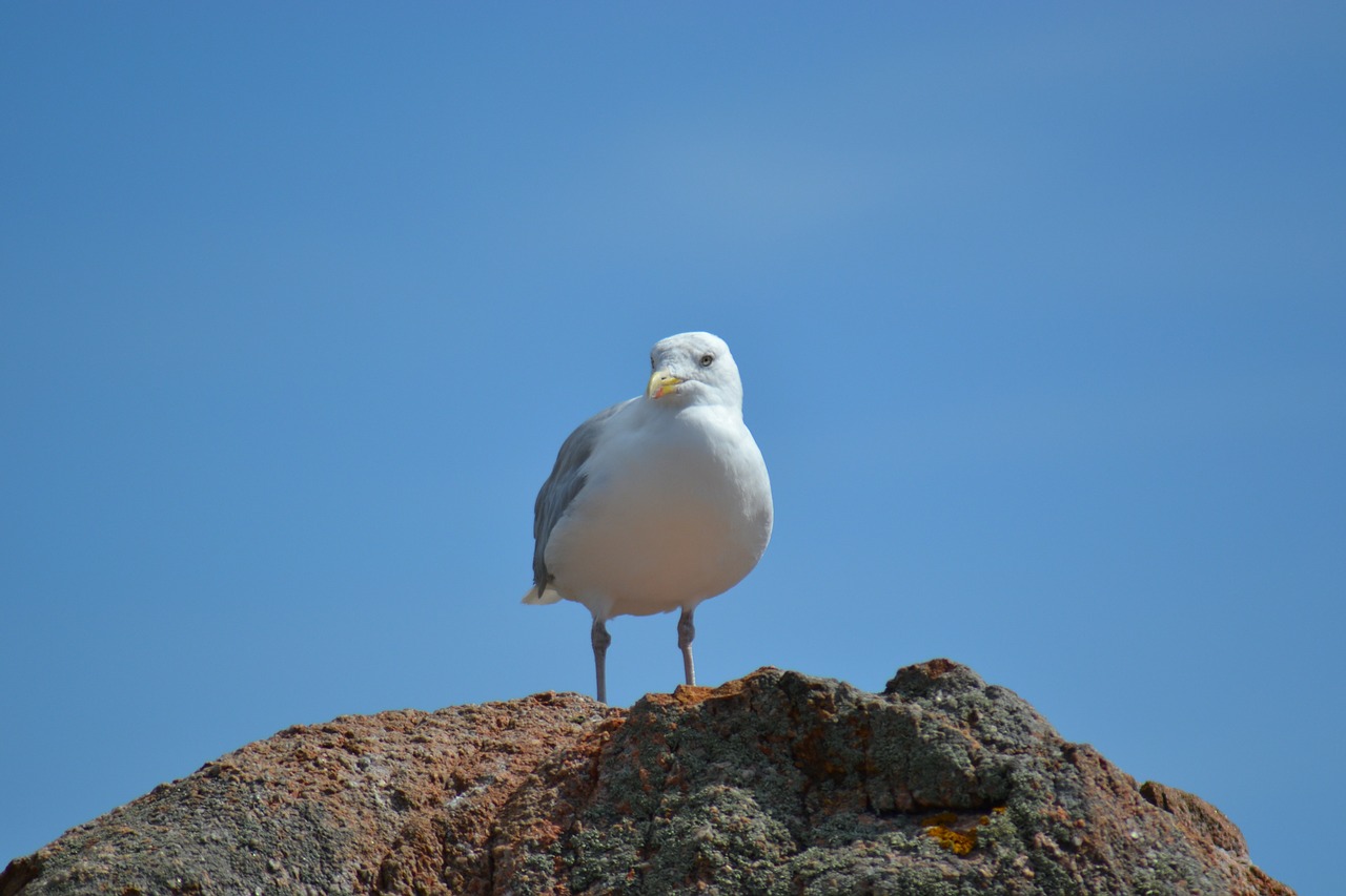 seagull european herring gull larus argentatus free photo