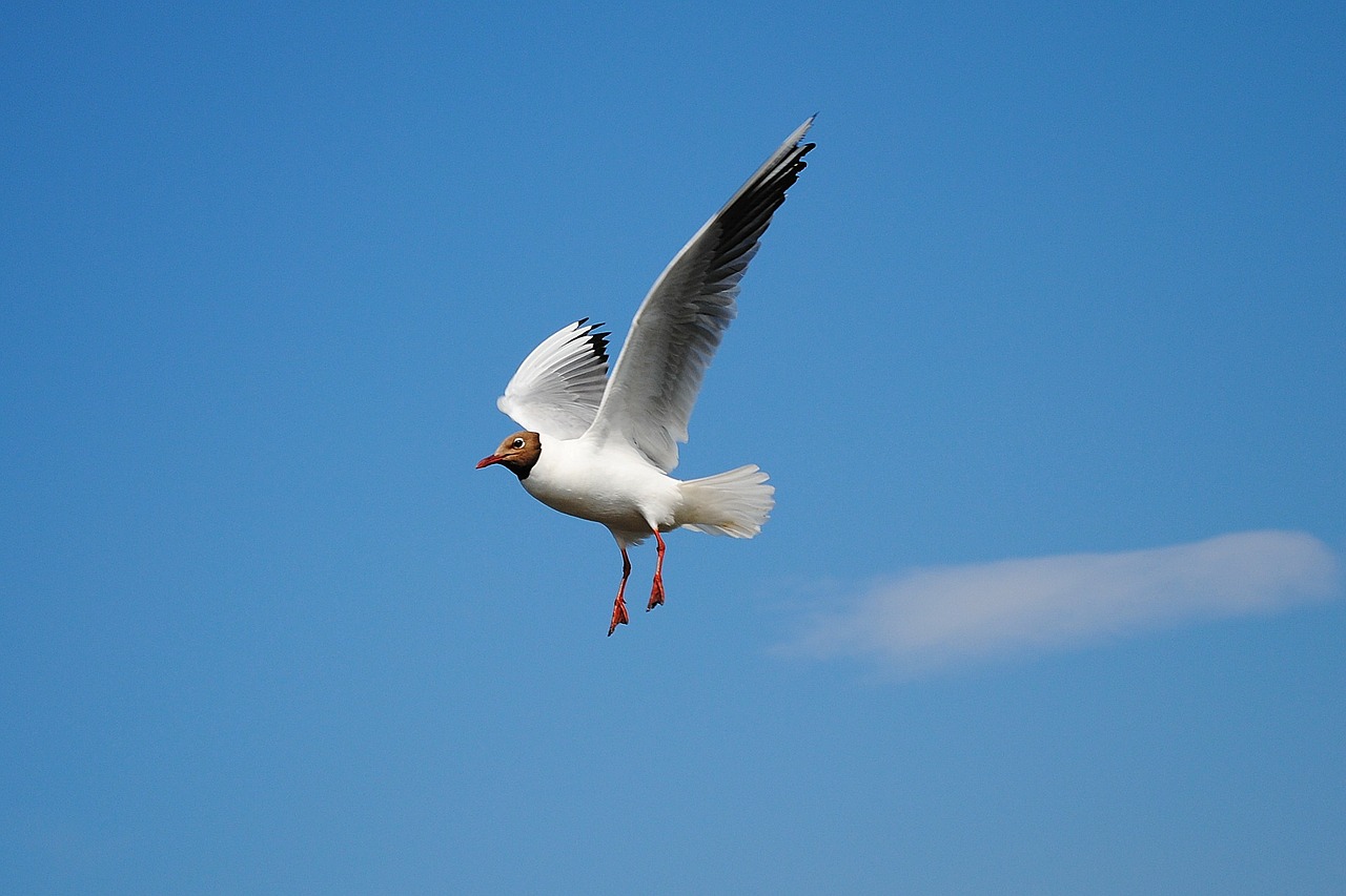 seagull fly bird free photo