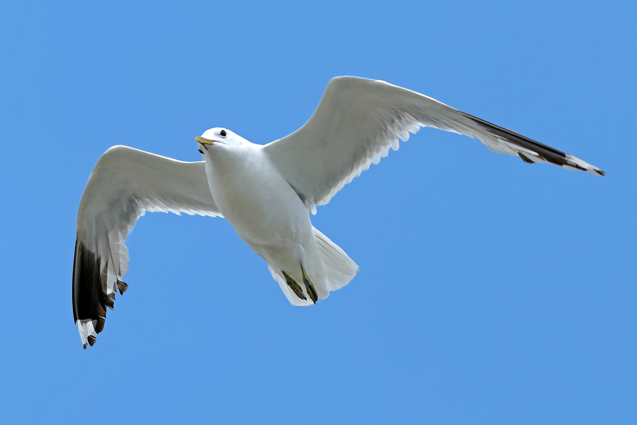 seagull sea holiday free photo