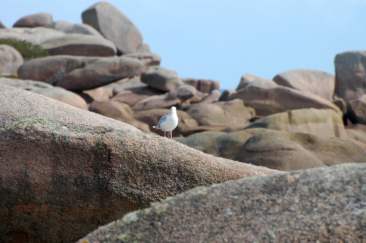 seagull rock coast free photo