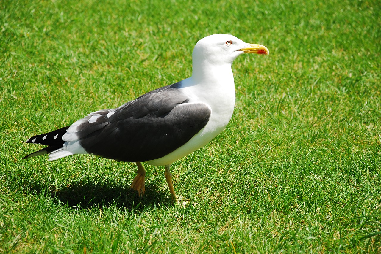 seagull bird seevogel free photo
