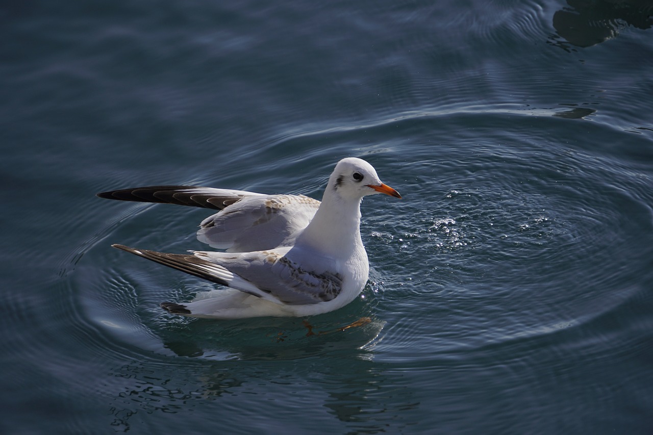 seagull sea calm free photo