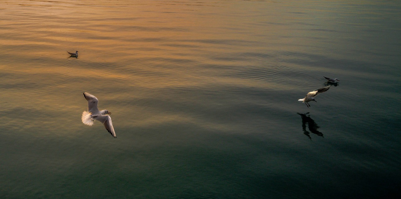 seagull calm sea tranquility free photo