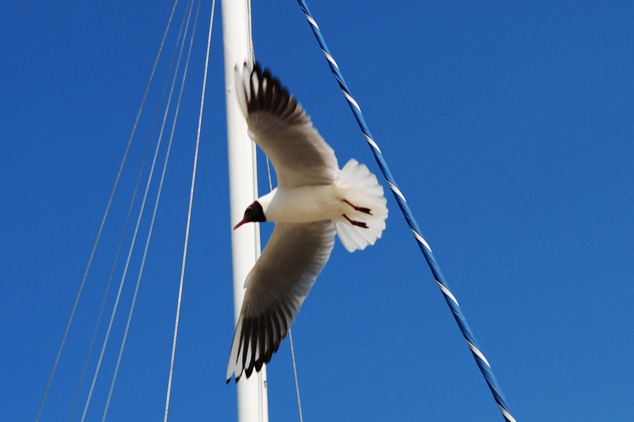 seagull sky coast free photo