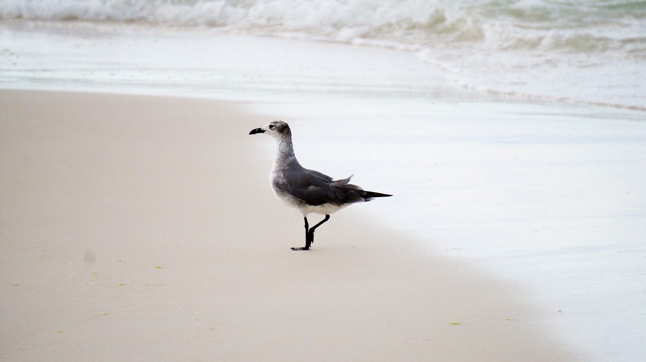 seagull animal wild free photo