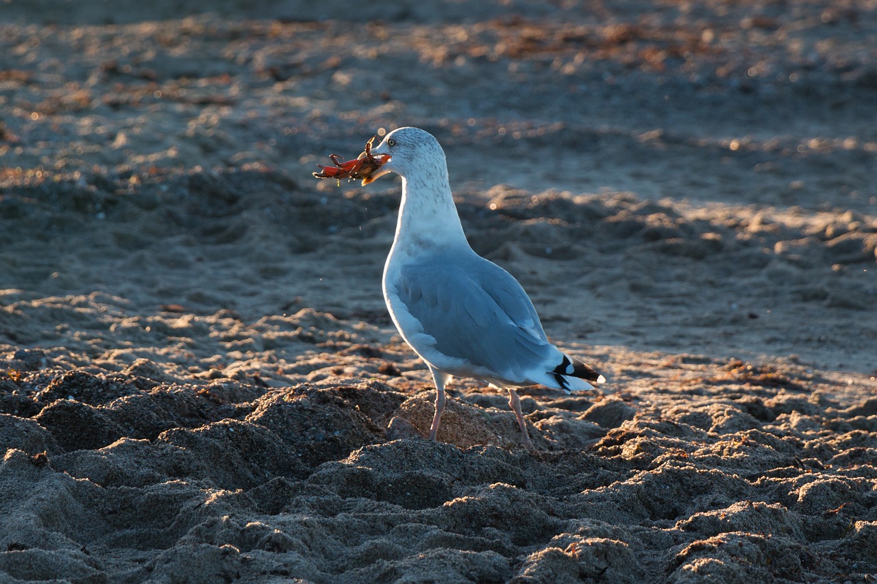 seagull crab wave free photo