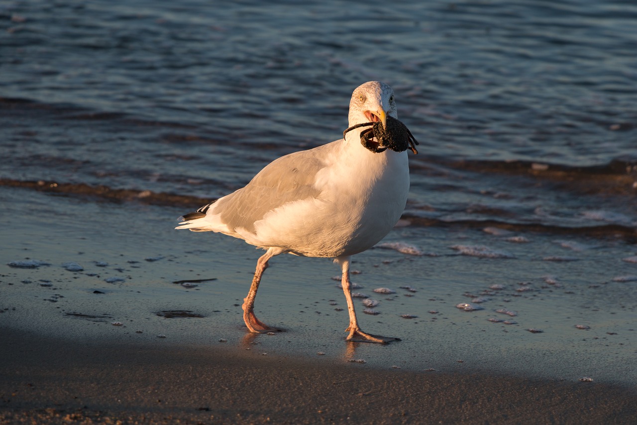 seagull crab wave free photo