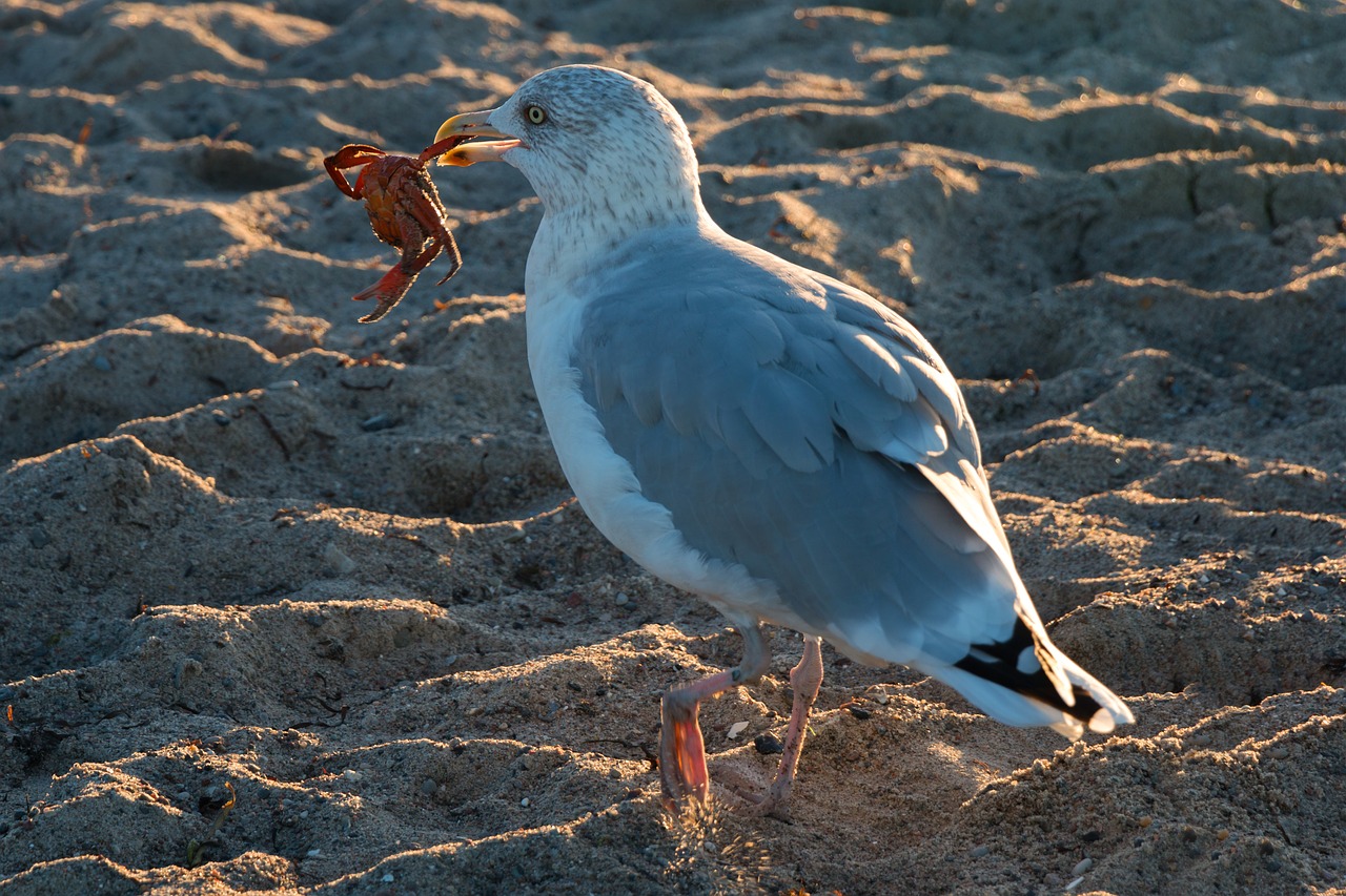 seagull crab wave free photo