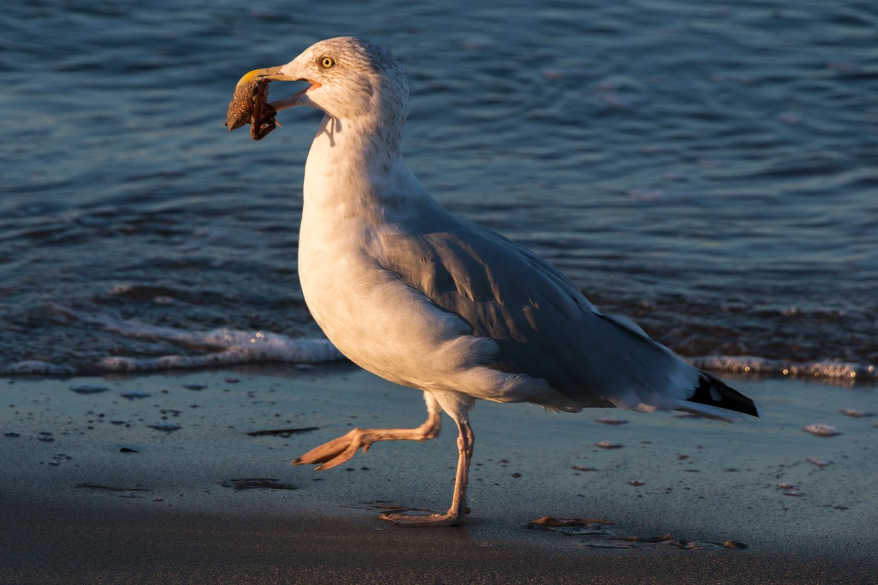 seagull crab wave free photo