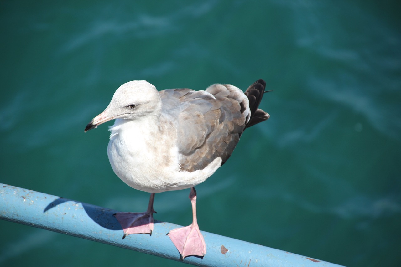 seagull bird animal free photo