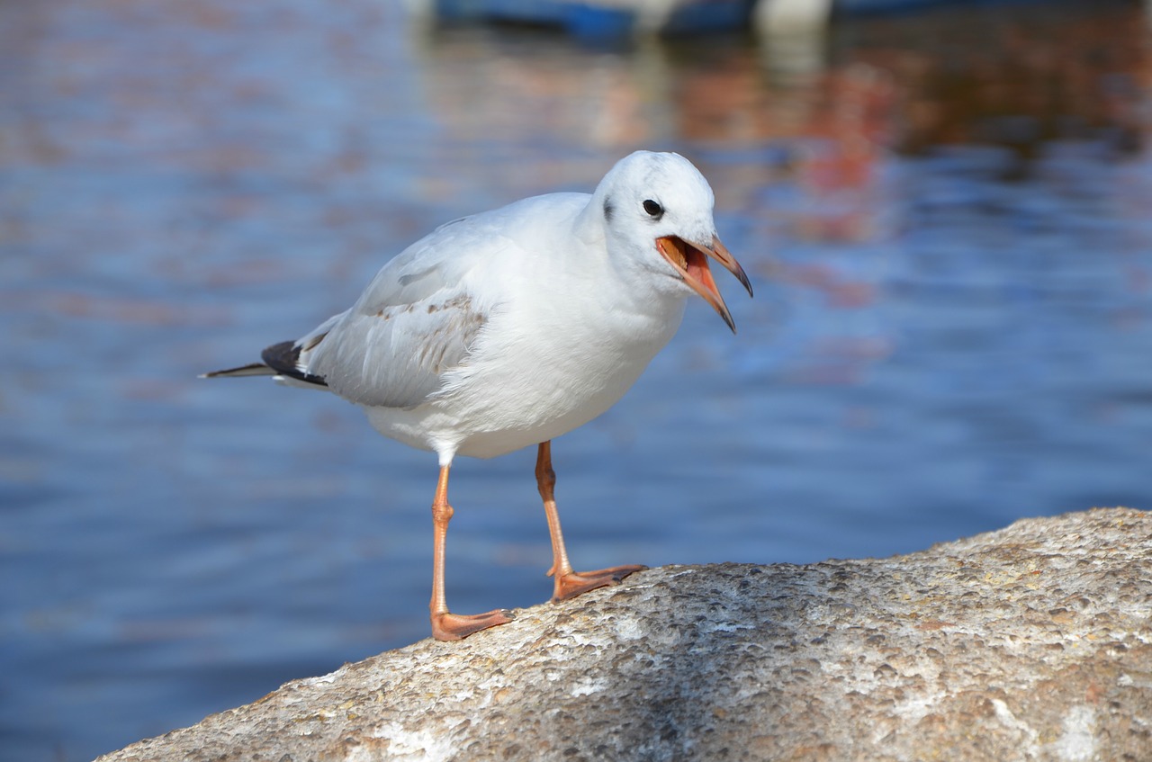 seagull animal natural free photo