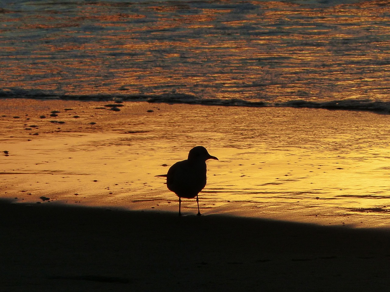 seagull backlight beach free photo