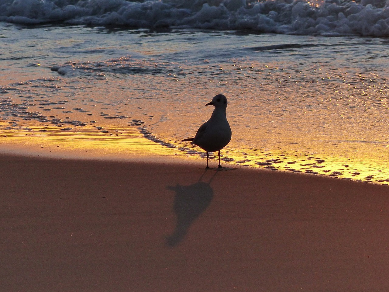 seagull beach dawn free photo