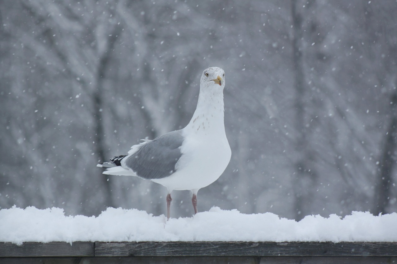 seagull snowing railing free photo