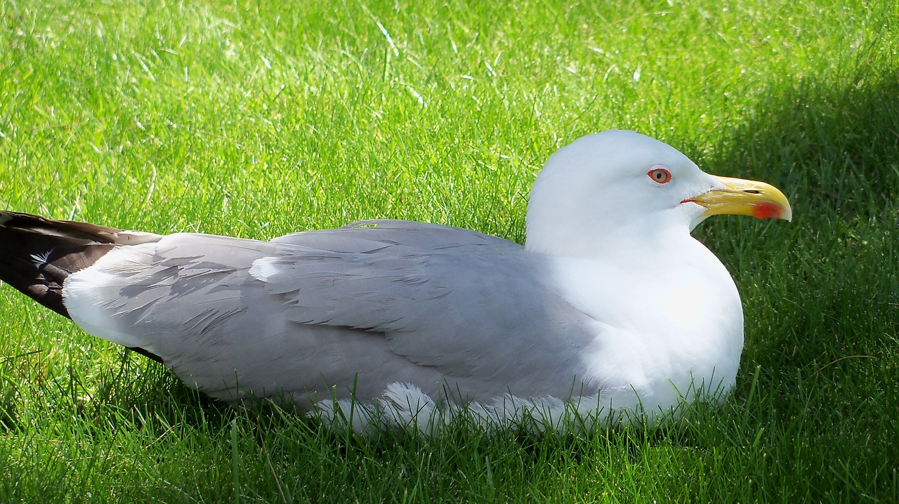 seagull birds beak free photo