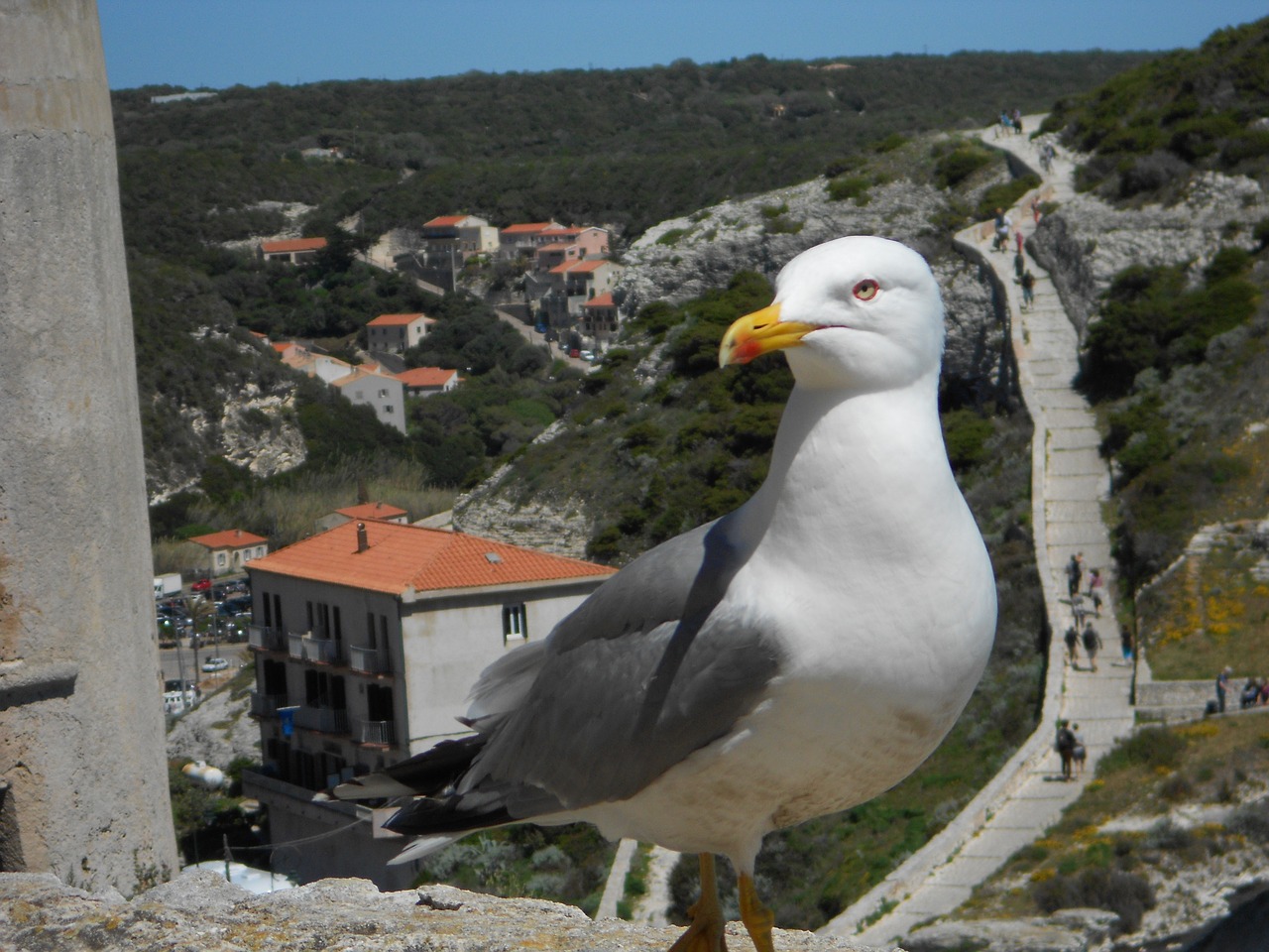 seagull corsican mountain free photo