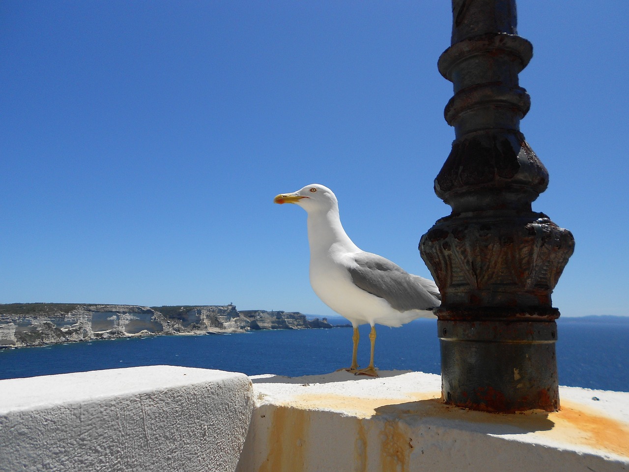 seagull corsican holiday free photo