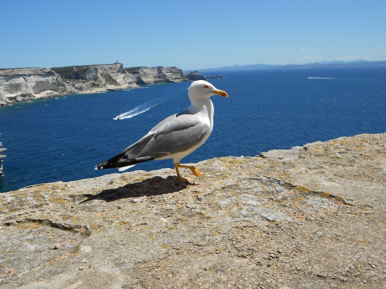 seagull corsican holiday free photo