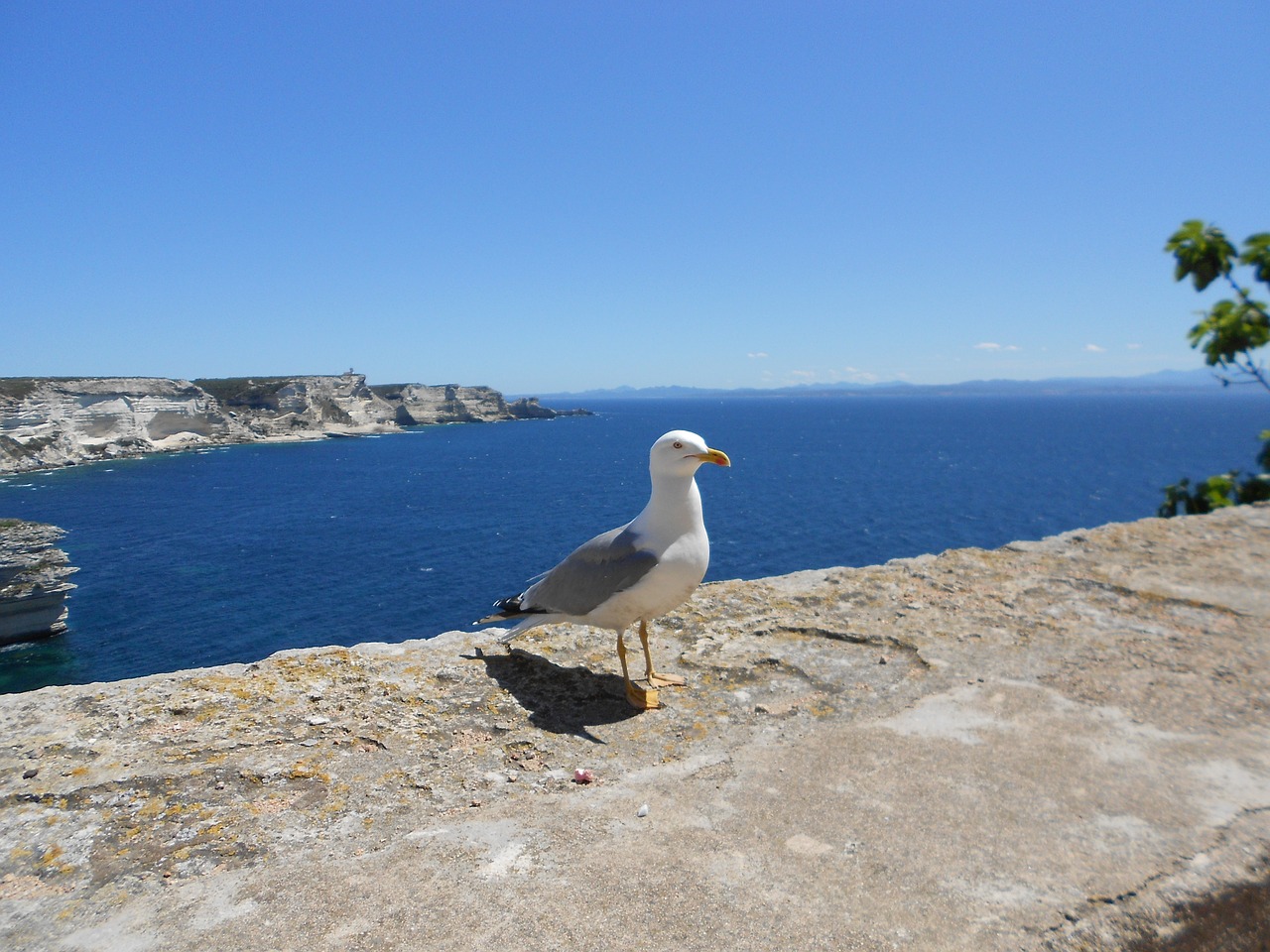 seagull corsican holiday free photo