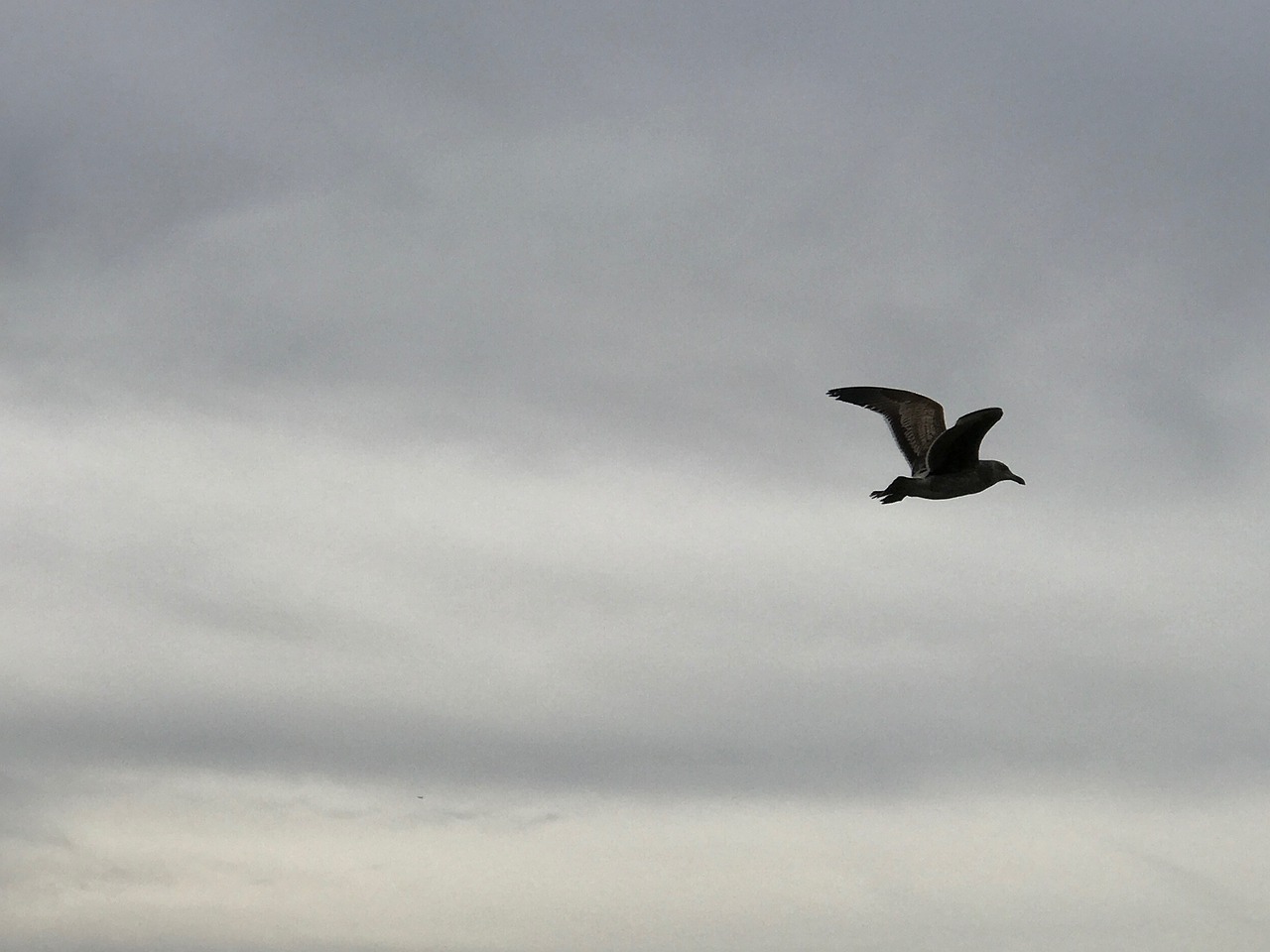seagull flying bird cloudy sky free photo
