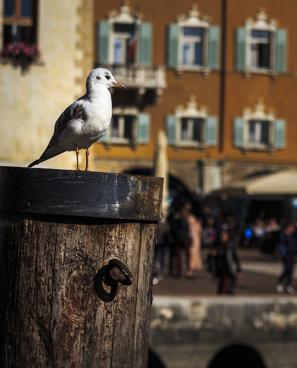 seagull seevogel water bird free photo