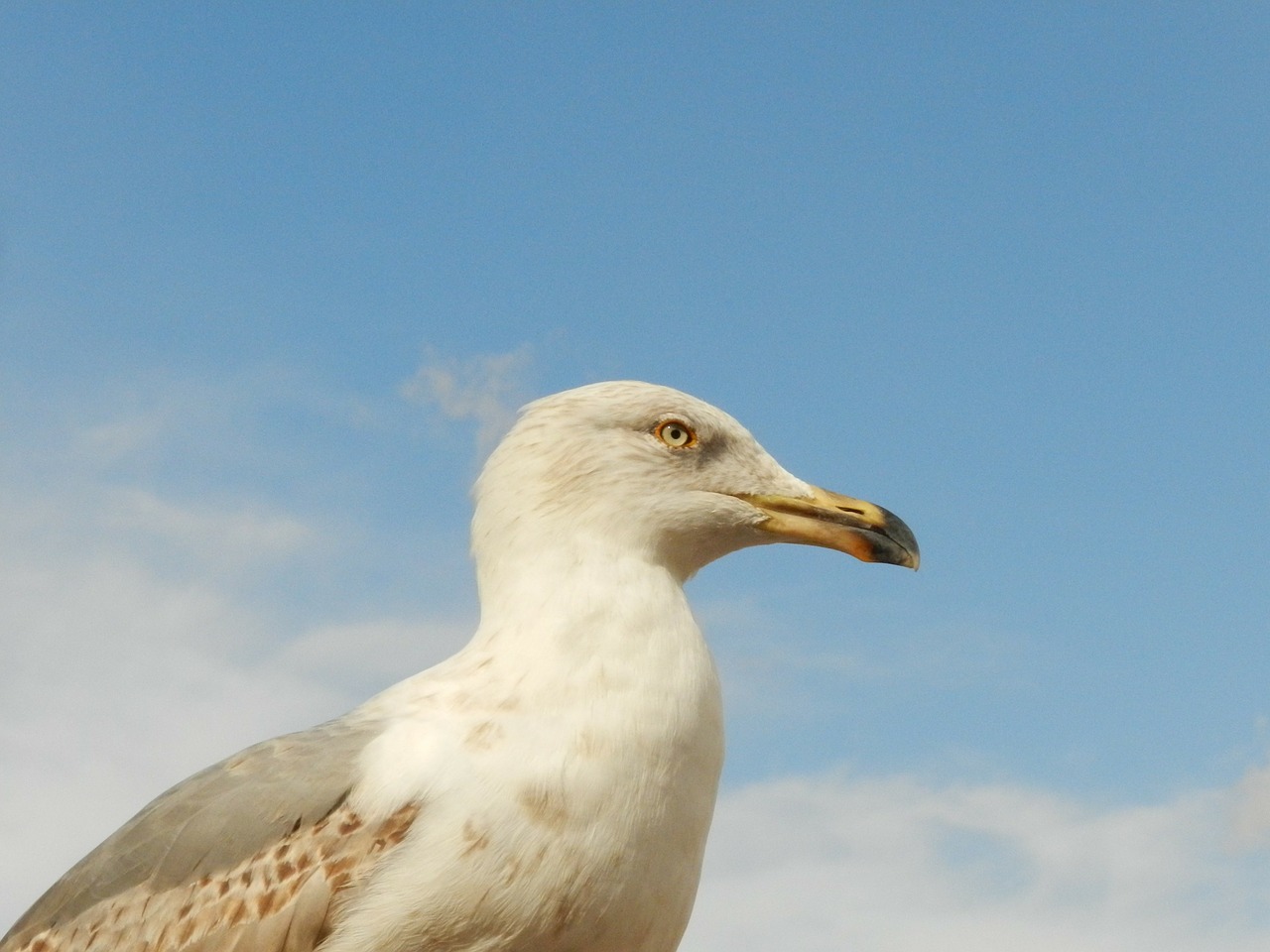 seagull eye peak free photo