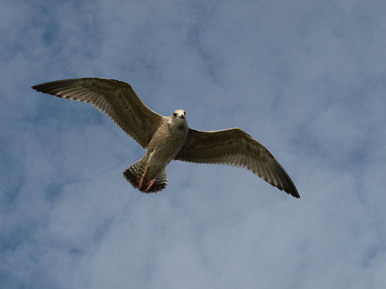 seagull bird sky free photo