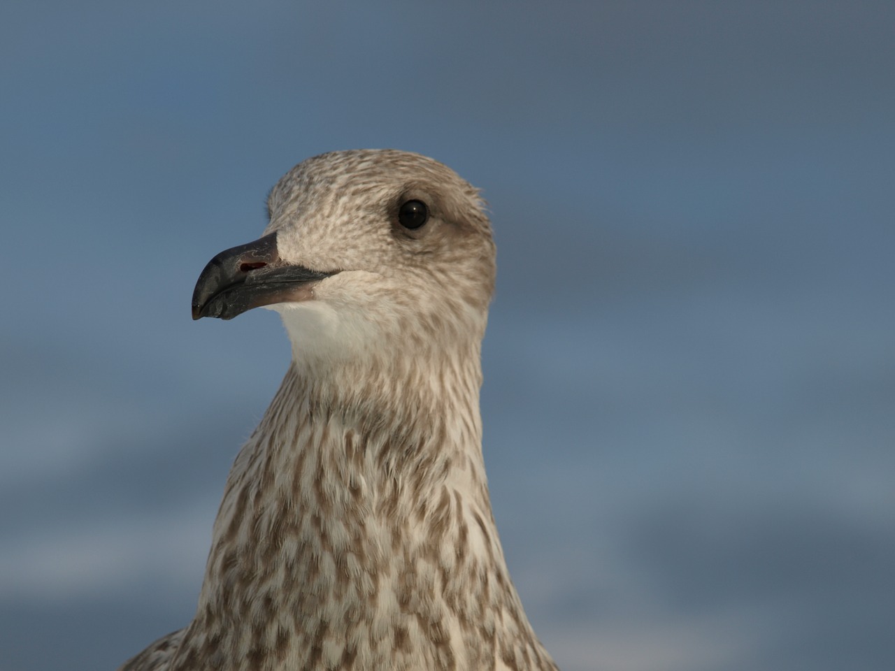 seagull bird sky free photo